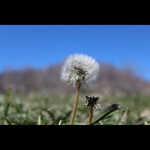 Meet your Posher, Daisy